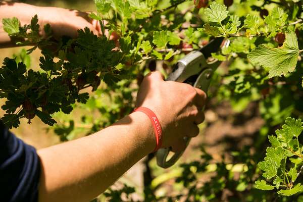 PureNature Asthma Bracelet for Children & Adults