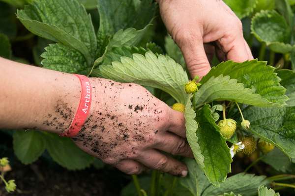 PureNature Asthma Bracelet for Children & Adults