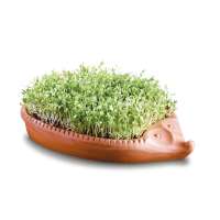 Cress Hedgehog Cress Hedgehog