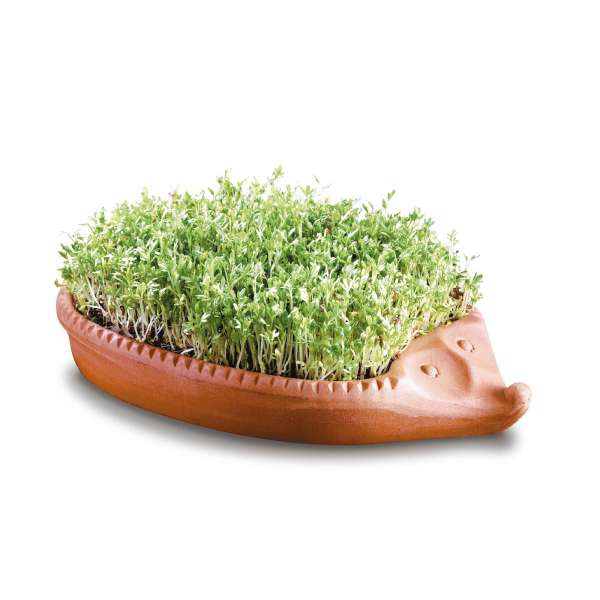 Cress Hedgehog Cress Hedgehog