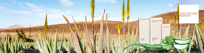 Santaverde Aloe Vera Skin Care Products - Replenishing & Nourishing -  PureNature